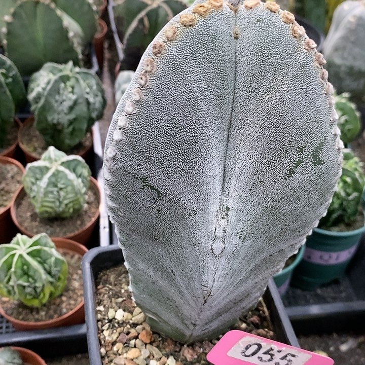 小*?花花草草花花草草