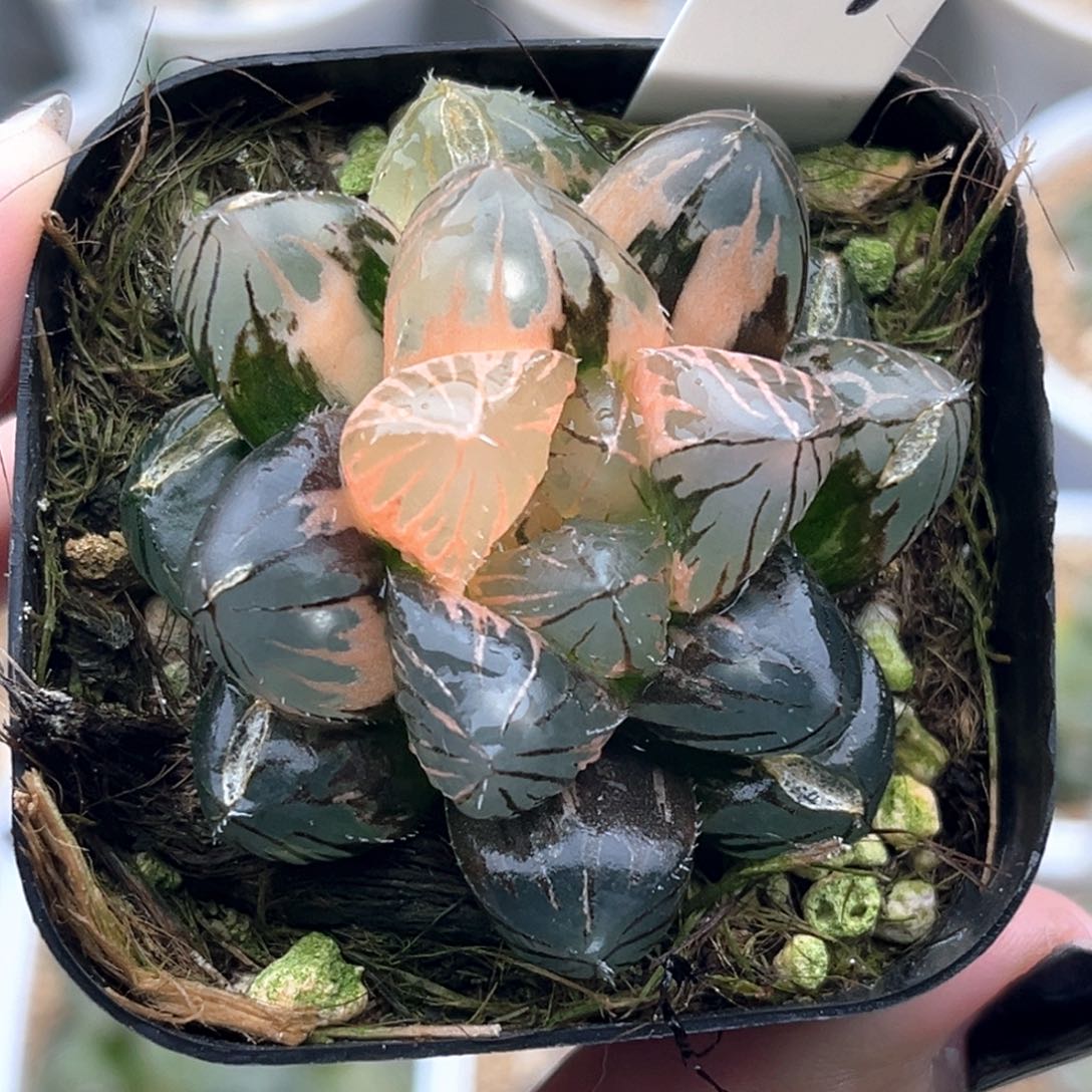 107龙爪玉露锦十二卷多肉