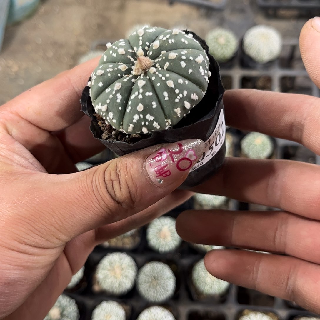张*10502一物一拍单头发货