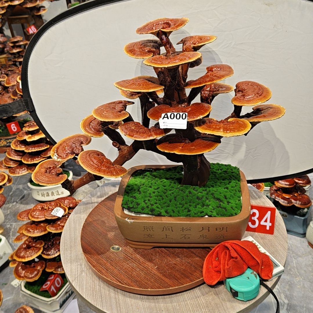云****技灵芝盆景高端大气上档次