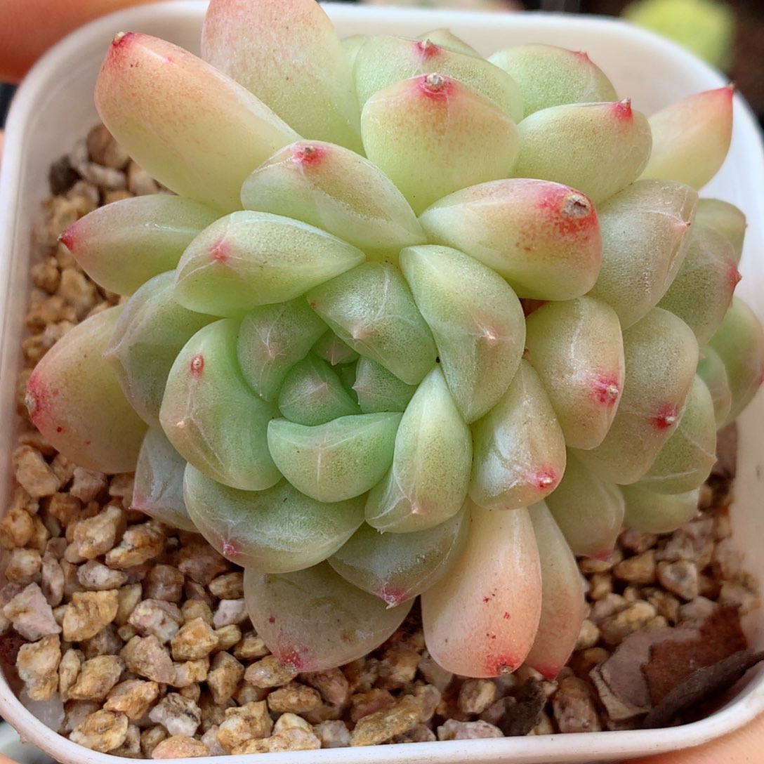 88糖心58包邮  群生不包整