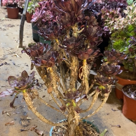圆叶多肉植物026