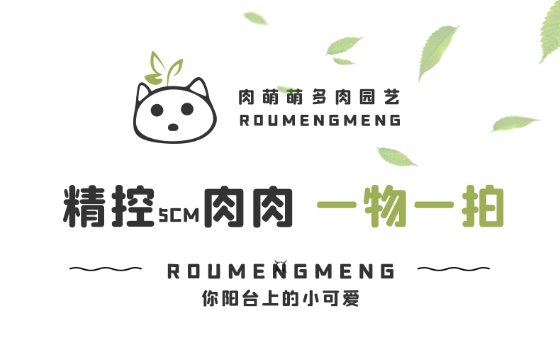 随订单满3单发1个带陶瓷盆，不满3单发1颗塑料盆