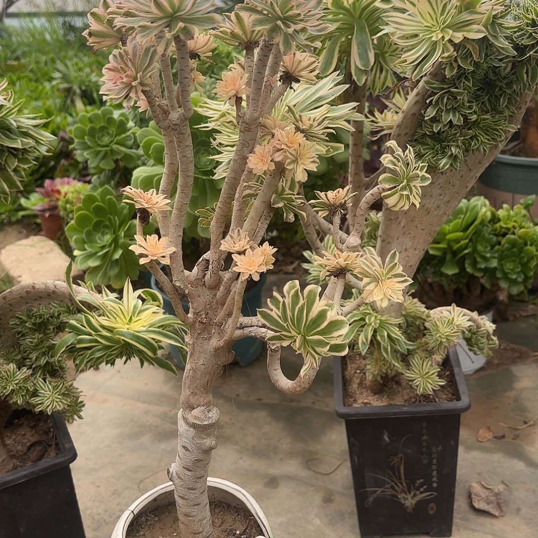 红陶哈哈哈哈哈哈哈哈哈哈