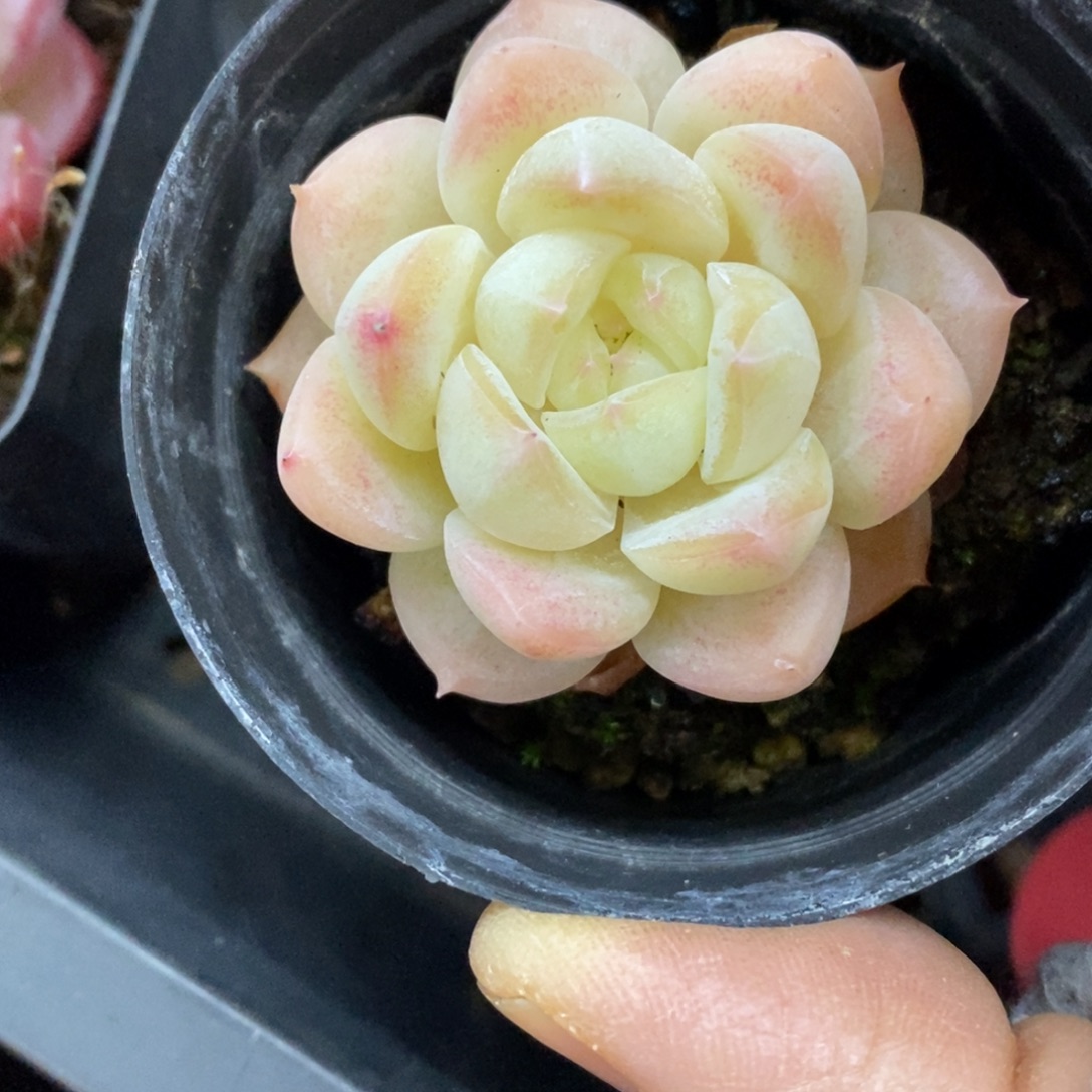 精品多肉一物一拍不包整254