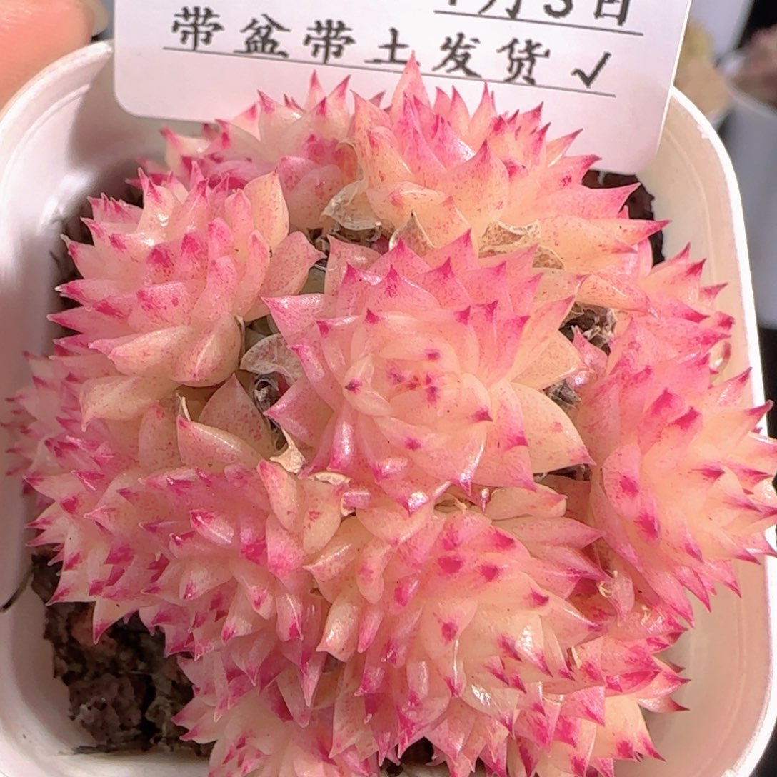 多肉0103-113麦秆群