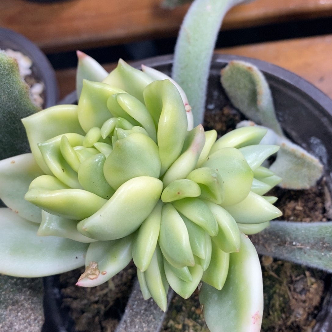 468祝之松锦嫁接的群