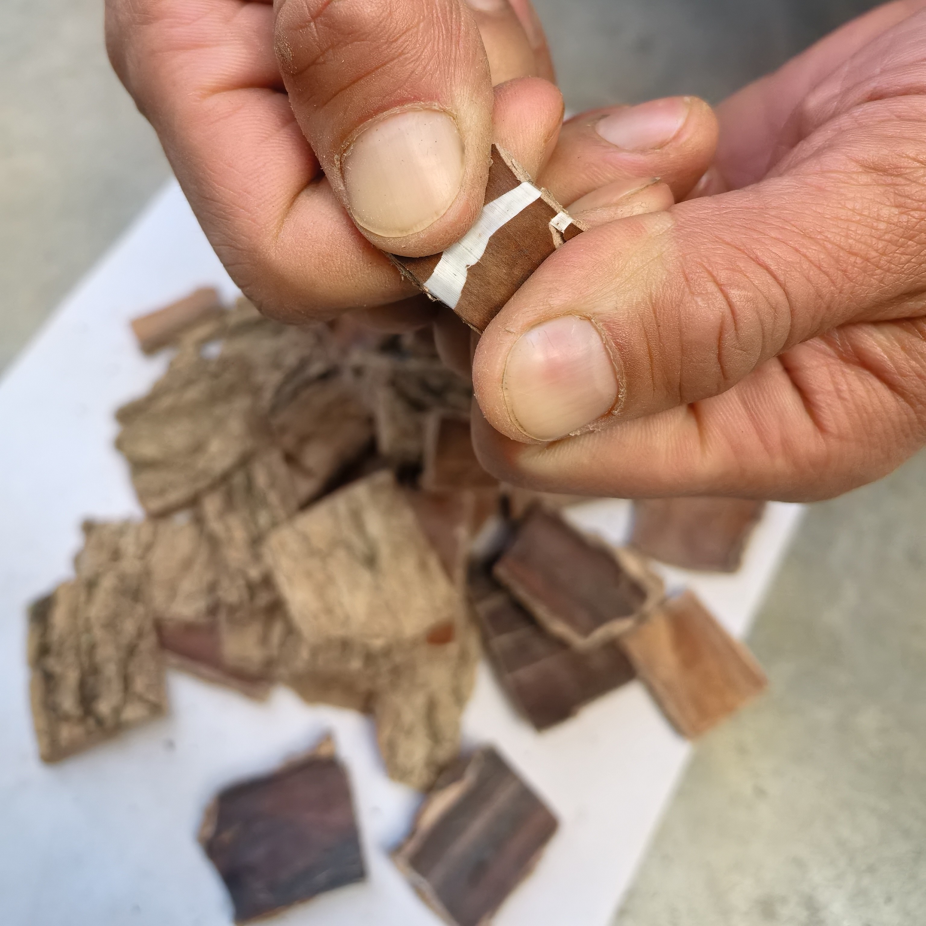 杜仲 无硫薰杜仲老树皮可煲汤炖肉泡酒250g起购
