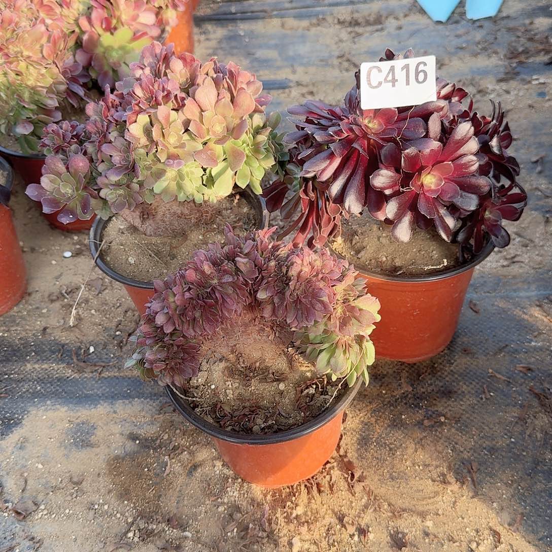 416玫瑰万缀欧紫共3颗