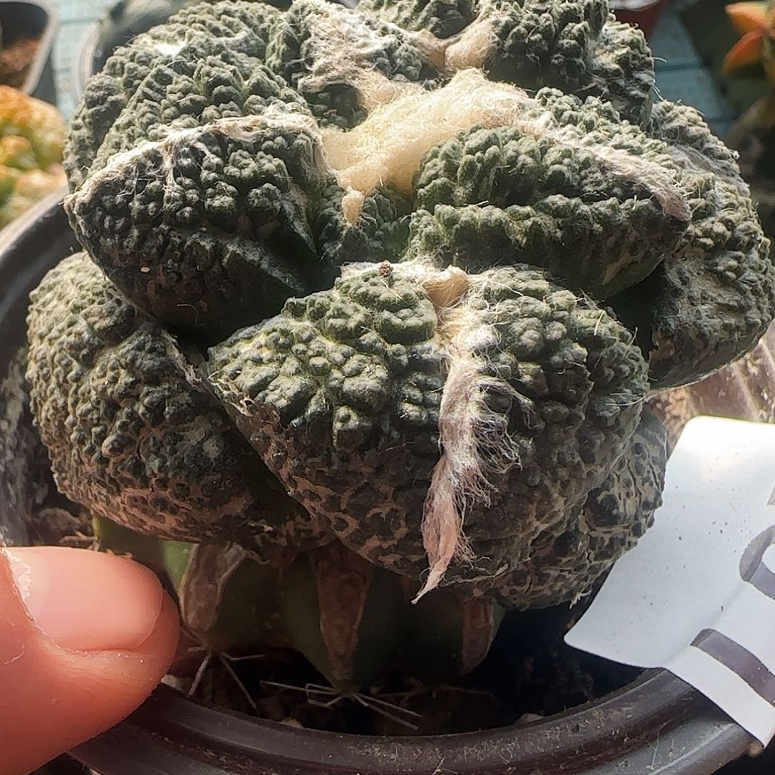 大尤龟甲连山281仙人球