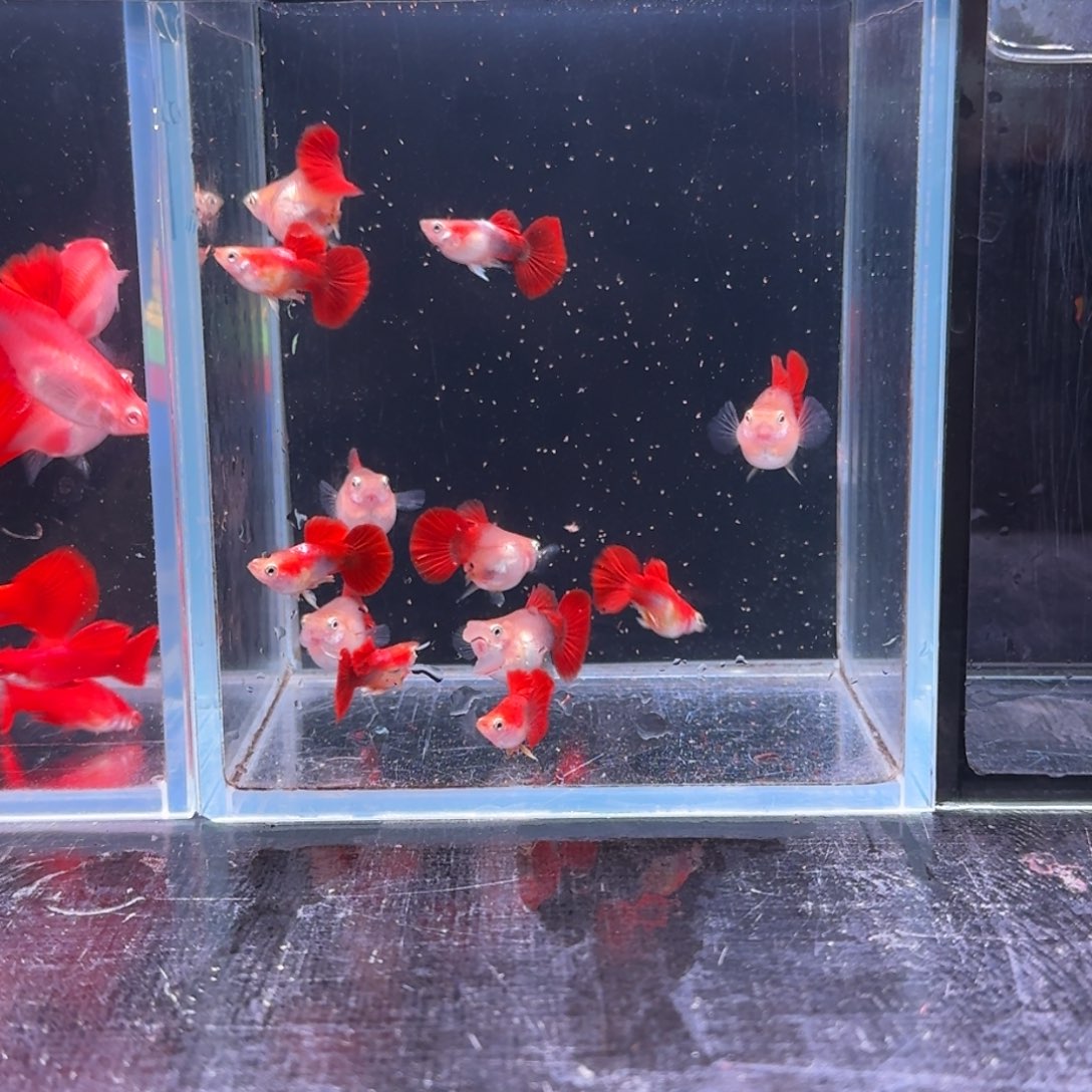 孔雀鱼黄豹球3对