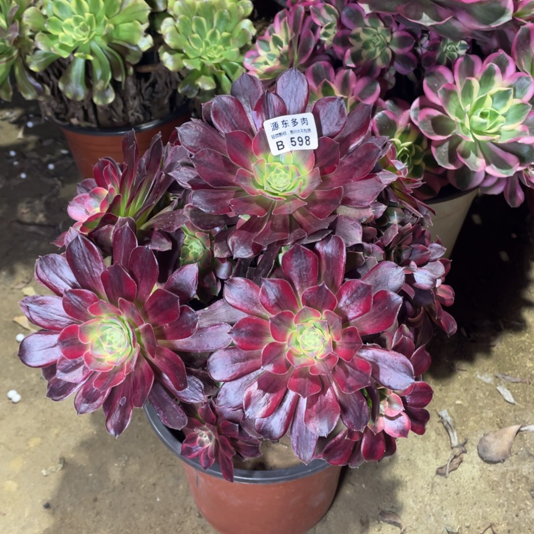 598安娜多肉法师断枝不包