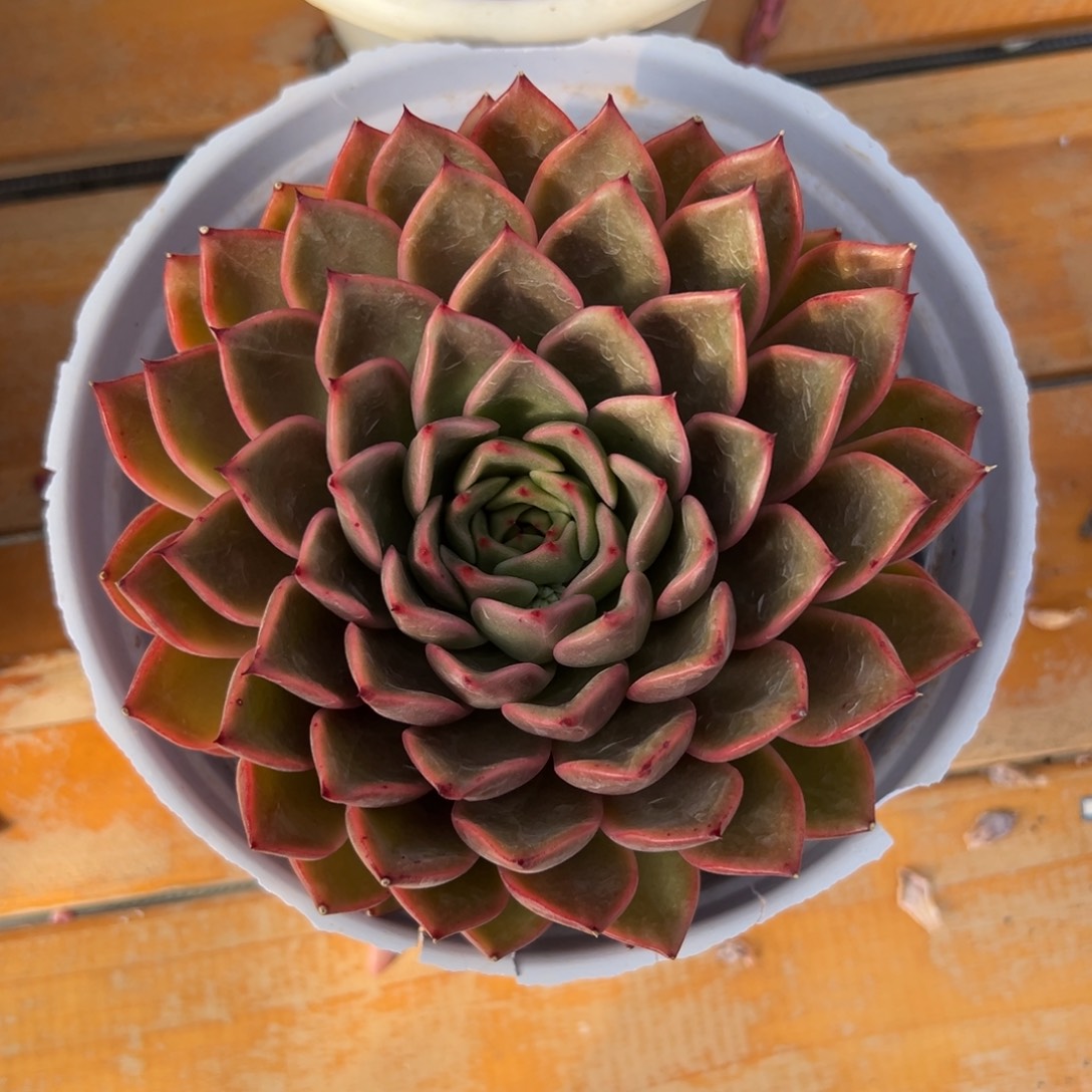 多肉单头浪漫【非偏远满18包邮】