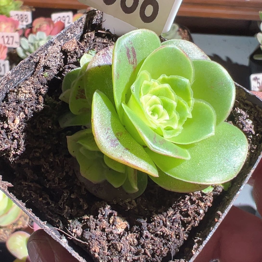 烈焰566山地玫瑰多肉