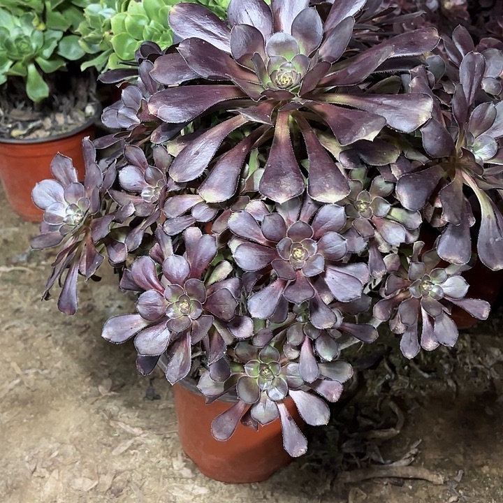 多肉植物法师圆叶32
