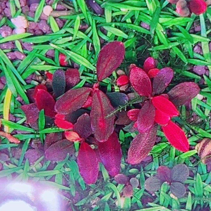 福利一丛植物…..