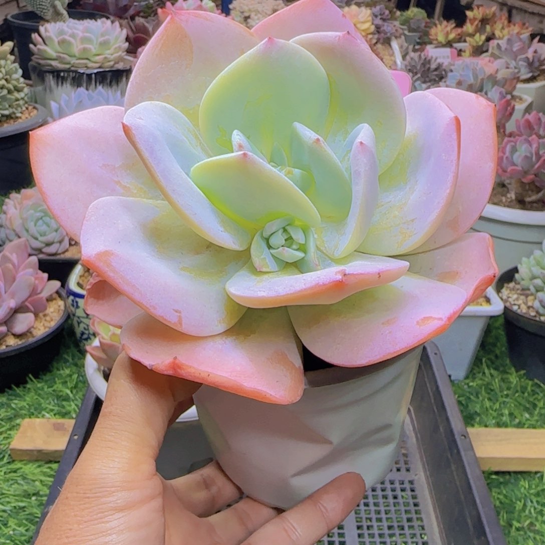 锦安精品多肉植物225