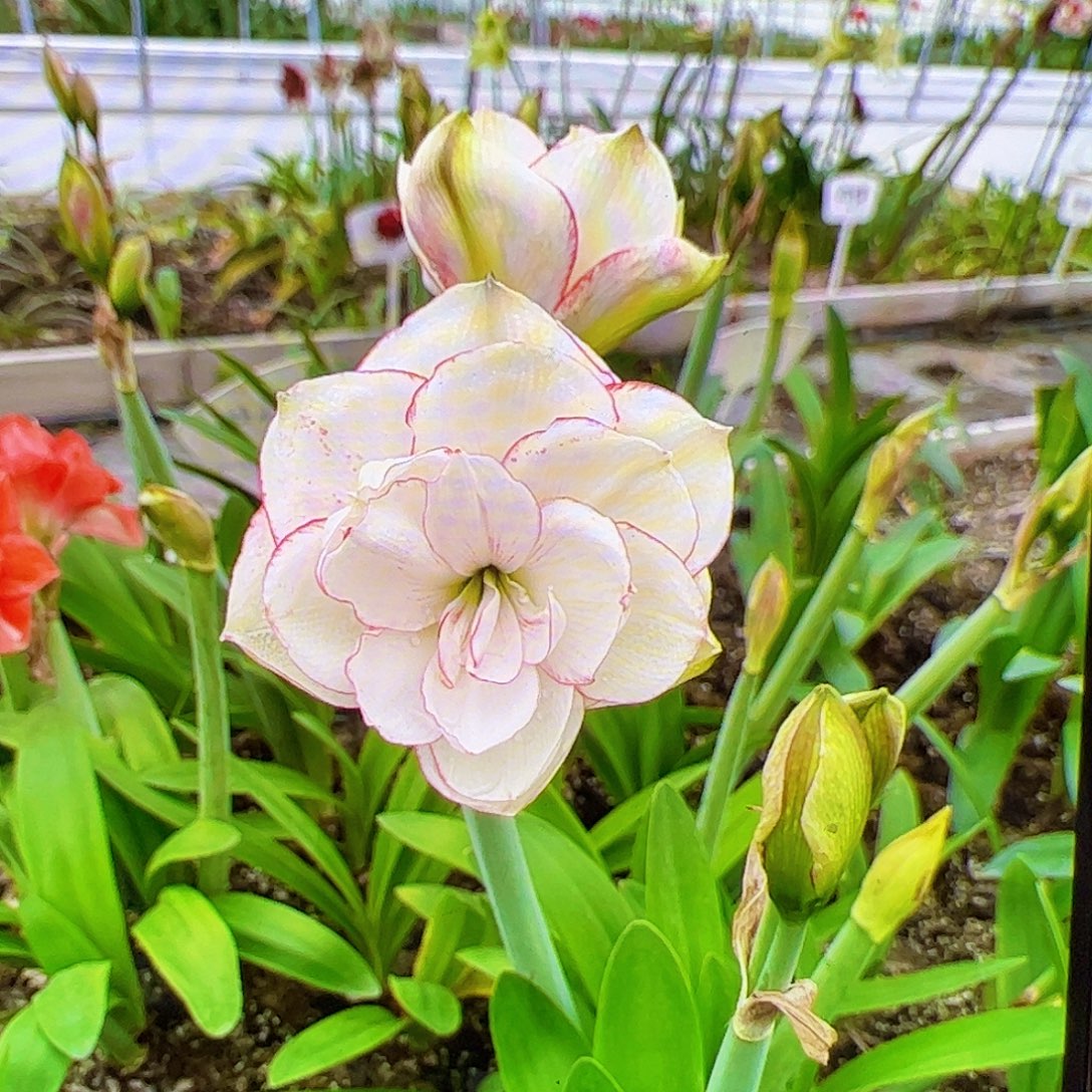 皮***皮朱顶红魔幻之旅5cm左右