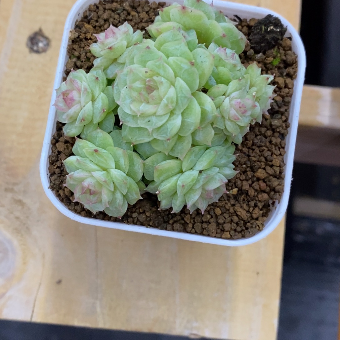 精品多肉一物一一拍不包整33