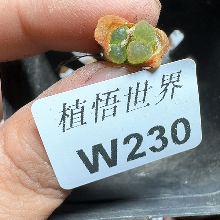 230号多肉植物哇f v