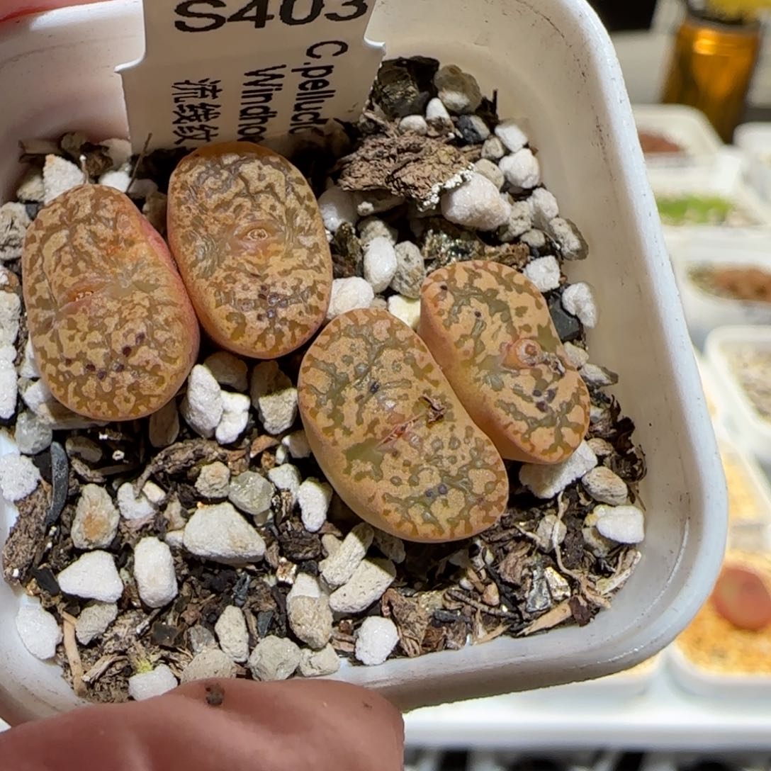 肉锥多肉植物百科-流线纹鸟哈尼493