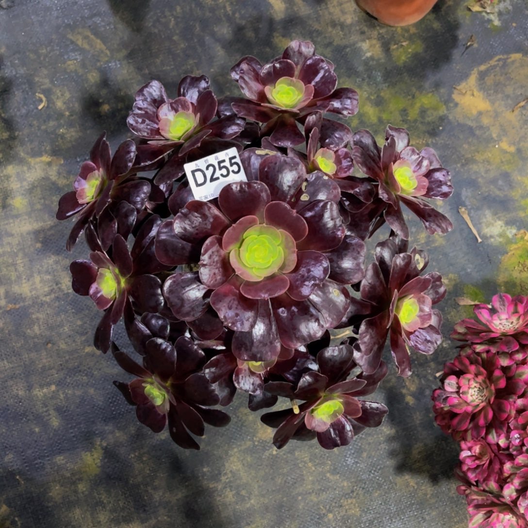 25500紫皇后，凤冠福利