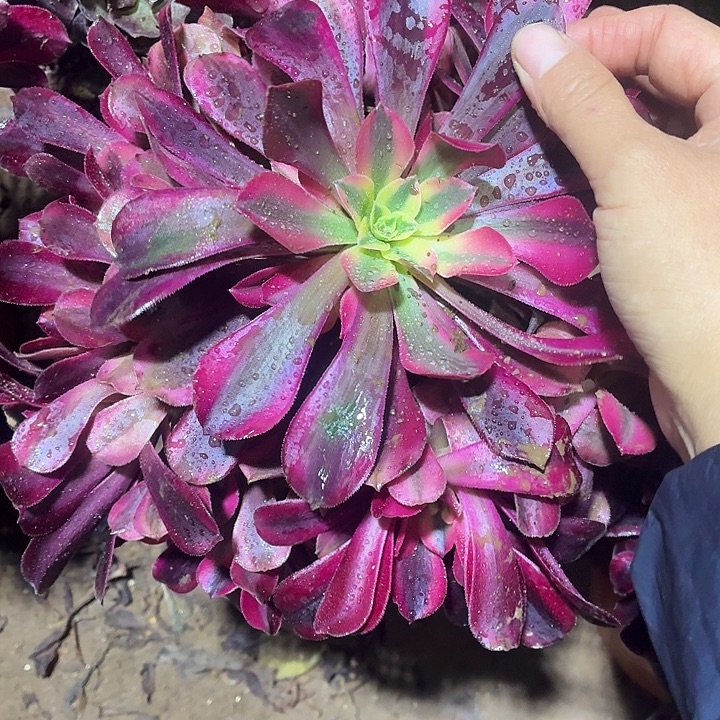 美杜莎一棵脱土9.9