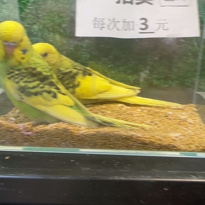 虎皮鹦鹉大头虎皮鹦鹉