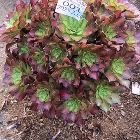 2.15-1韶华多肉植物