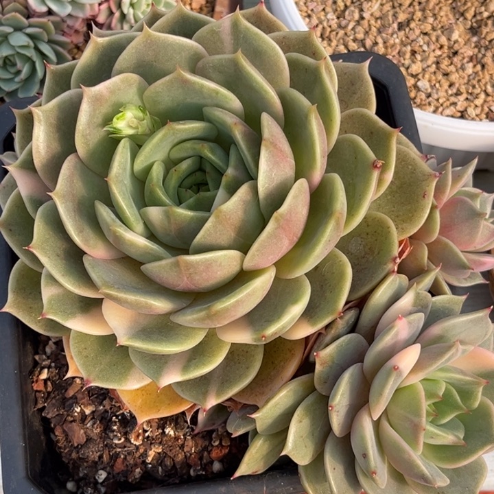 贝加尔湖锦群生一颗价格