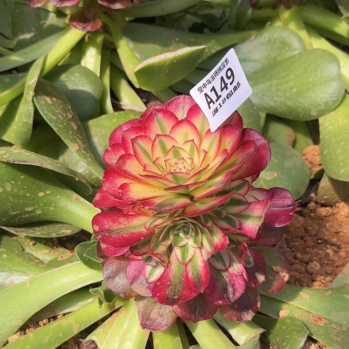 149倾城多肉植物