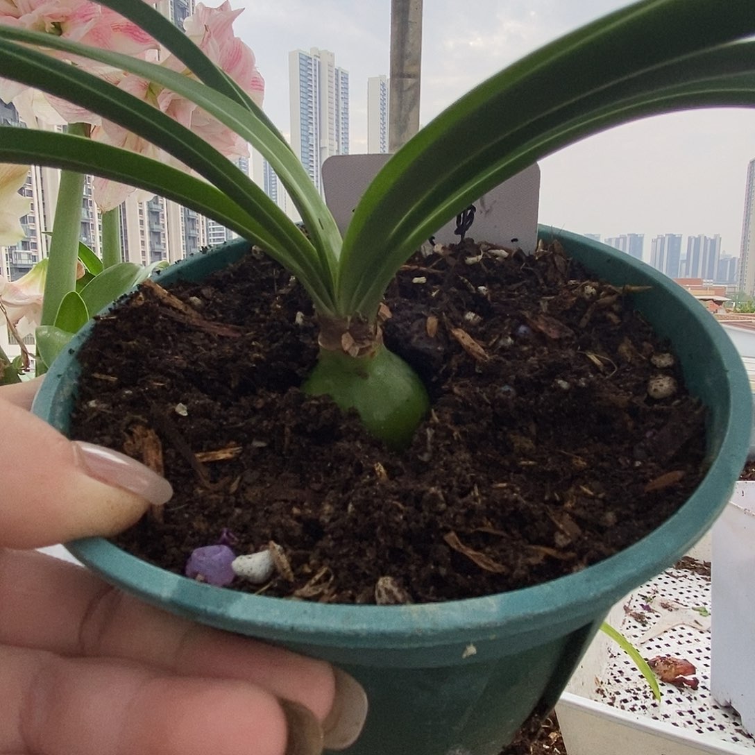 S孤挺花园 三凤蝶 3+