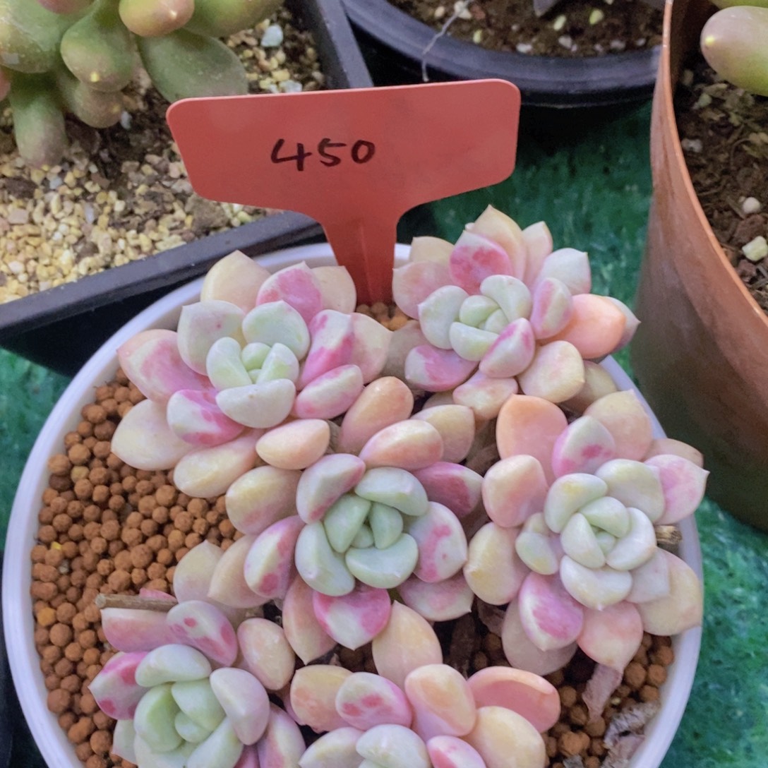 开心多肉，一物一拍，一单包邮，满5给1