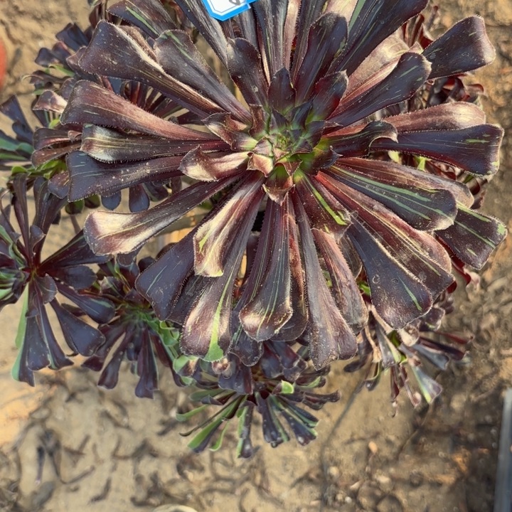 水墨丹青多肉法师不包损3