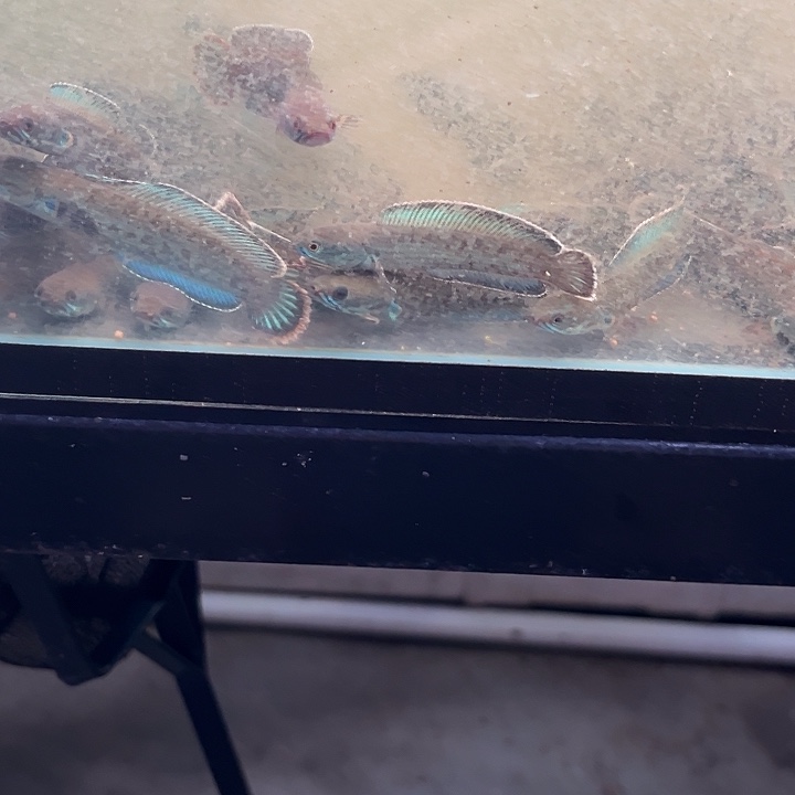 雷龙印尼奶茶1111111