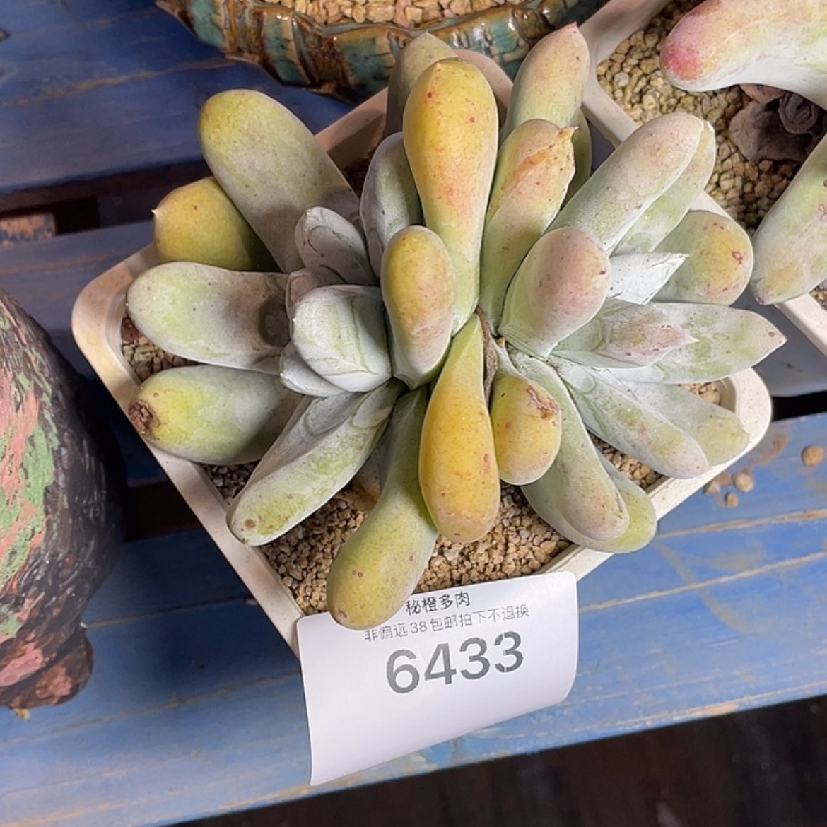 【闪购商品】静**然红拇指