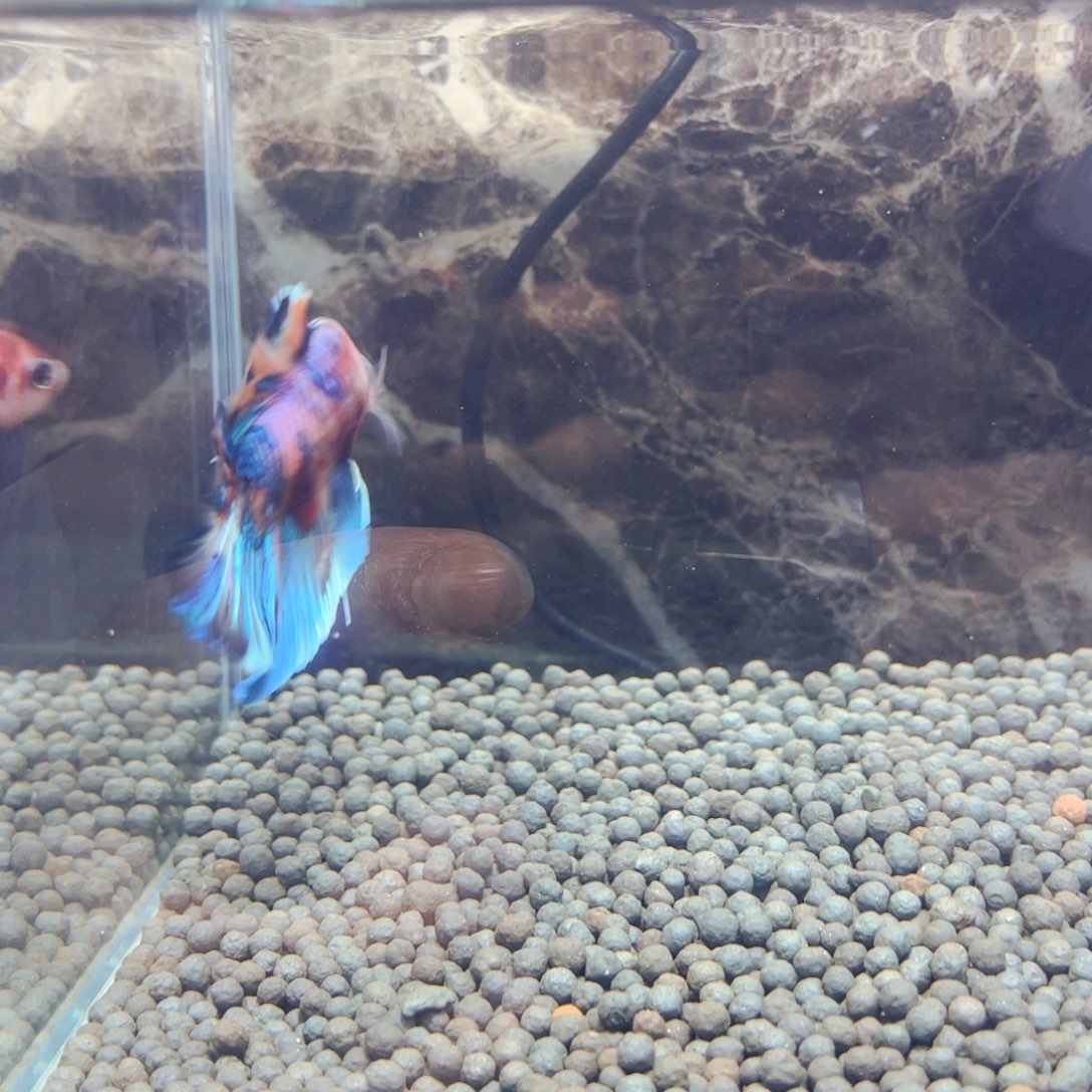 斗鱼叔叔生生死死我我是配色