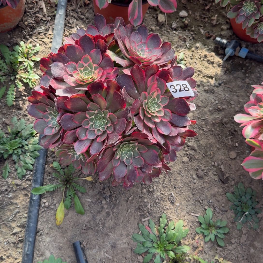 粉花妖法师多破328号法师多肉