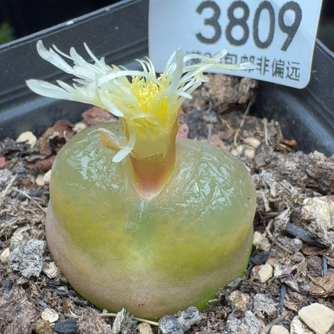 带盆土。      2.7。冰魄。  