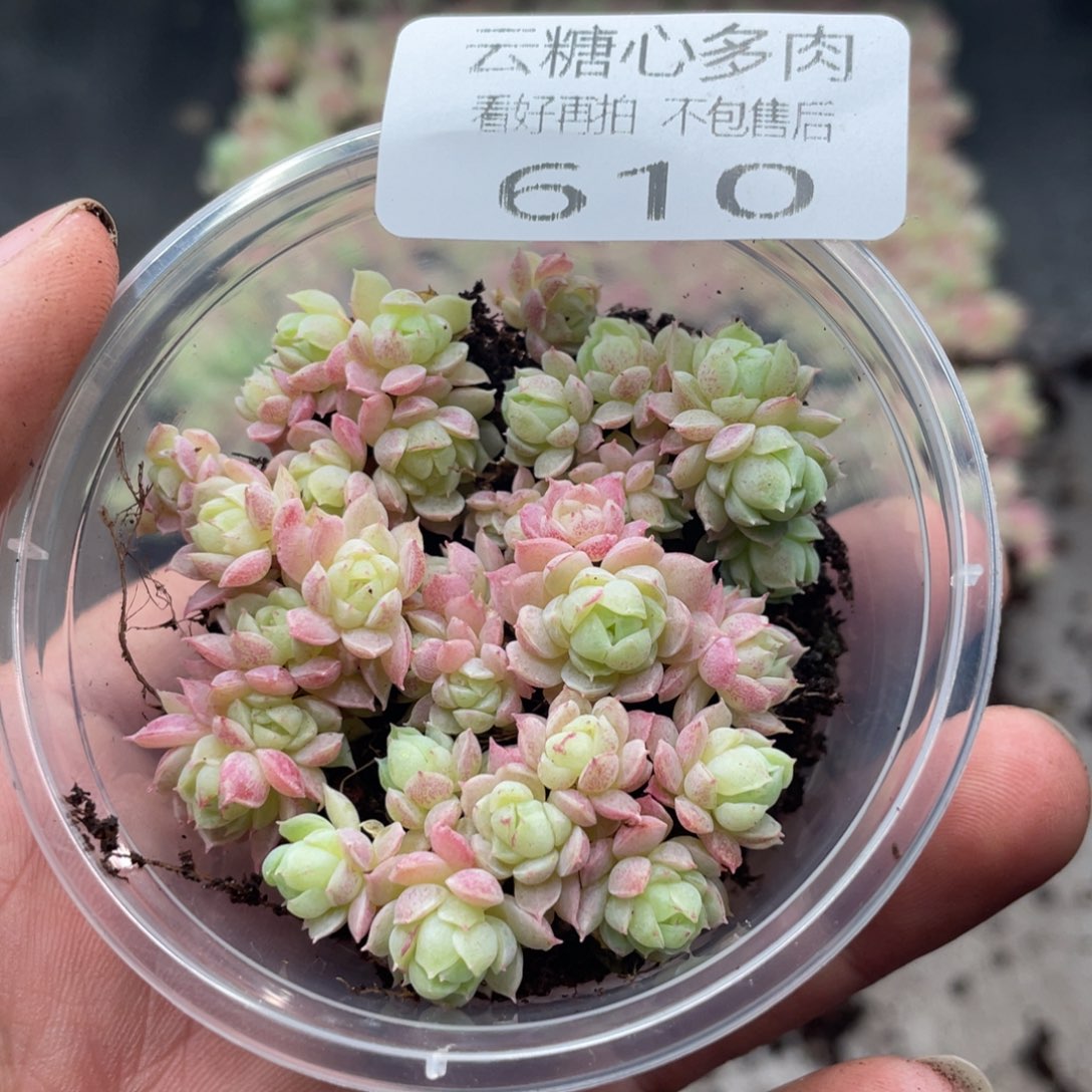云糖心多肉植物610