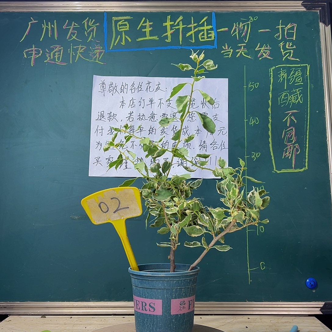 当前无花栽培后可以开花 福利 射线鱼/魔鬼鱼   02