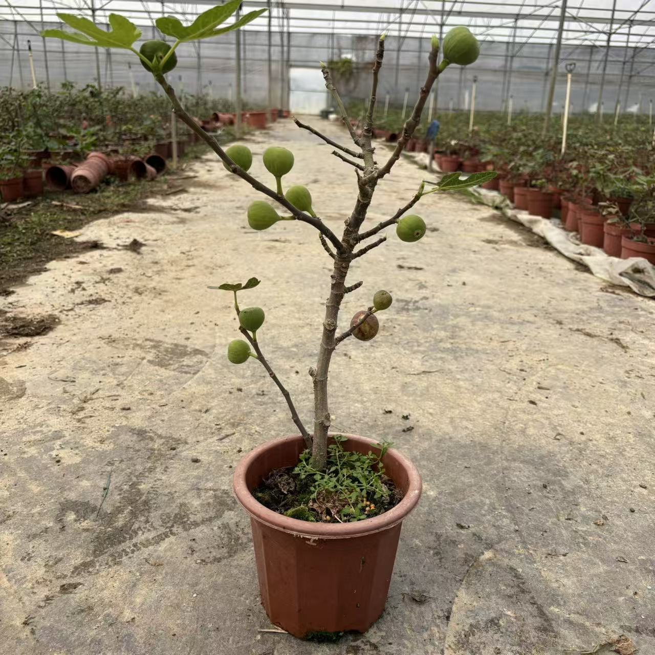 无花果树苗盆栽果苗品种多好养好活