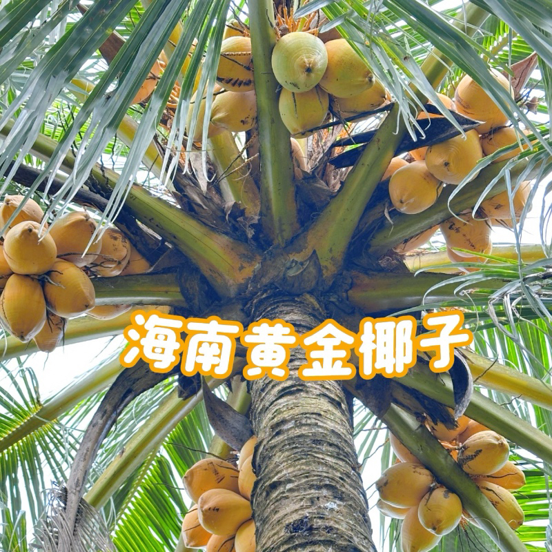 海南万宁黄金椰子