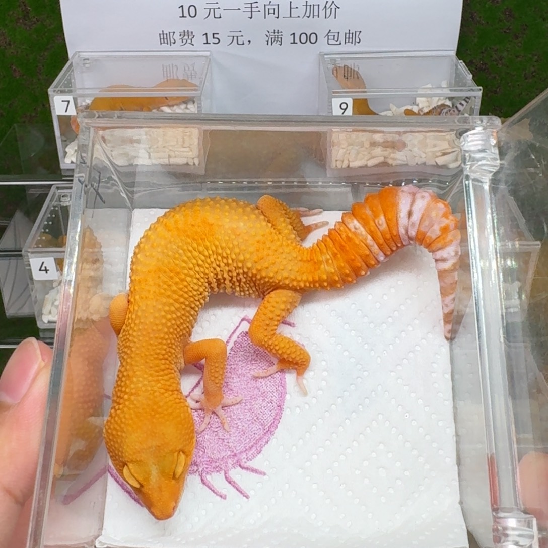 豹纹守宫豹纹守宫 蜜橘雨水 母