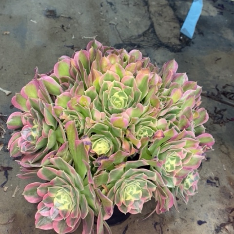 白凤多肉植物024