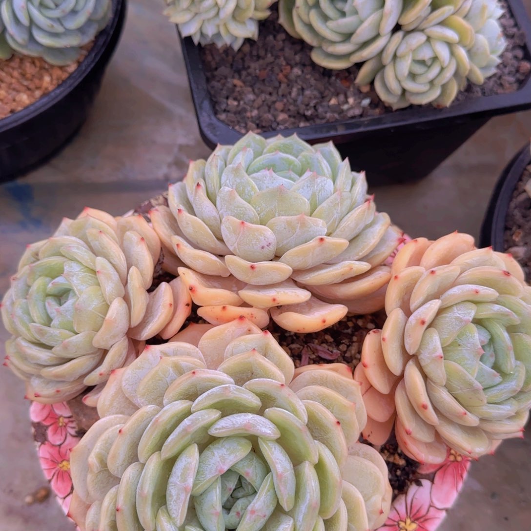 多肉植物多肉植物