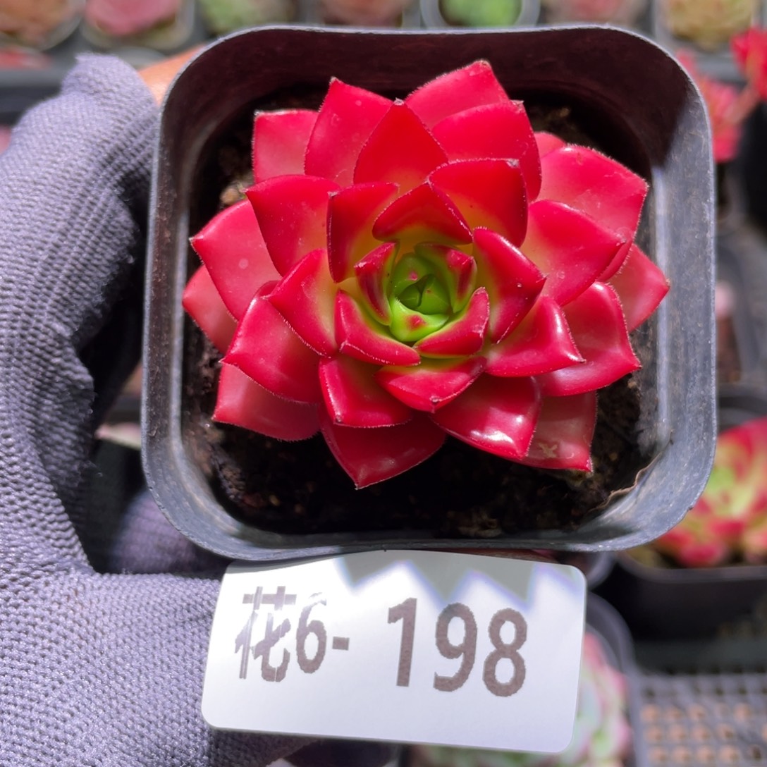 花利美6-198蒂亚  