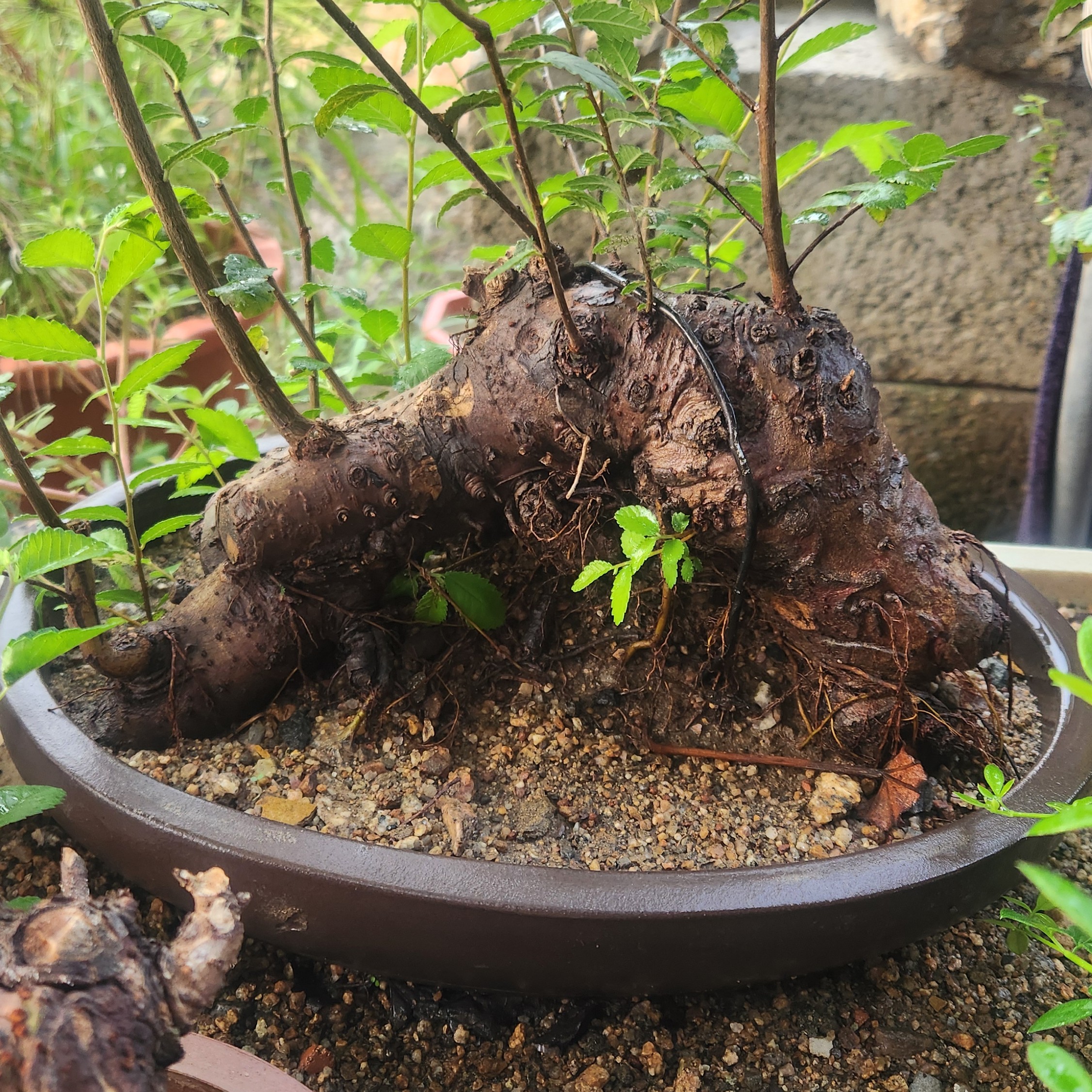 小叶榔榆盆景素材