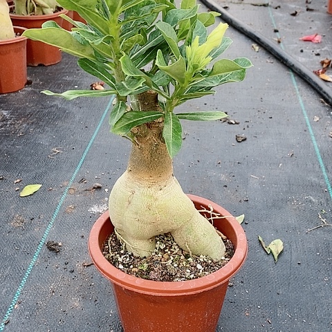 【闪购商品】无花朵含*