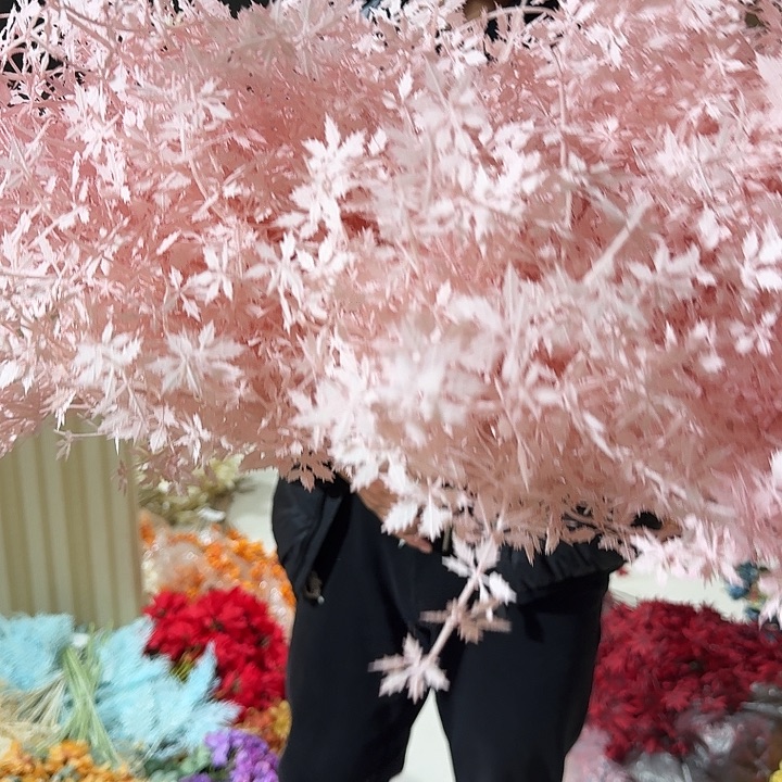 粉色玫瑰草25枝装